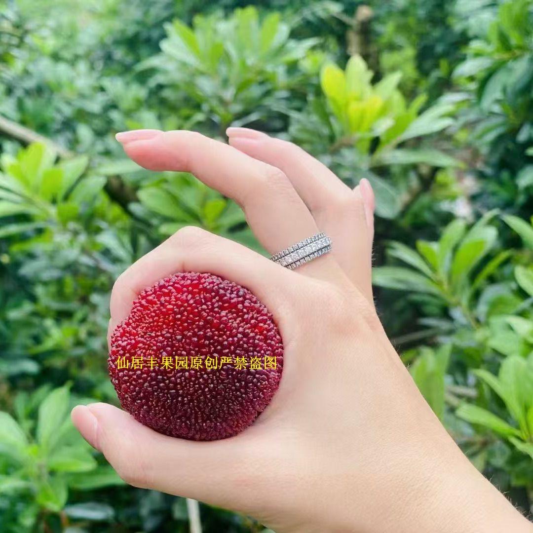 仙居丰果园～正宗仙居杨梅育种中心