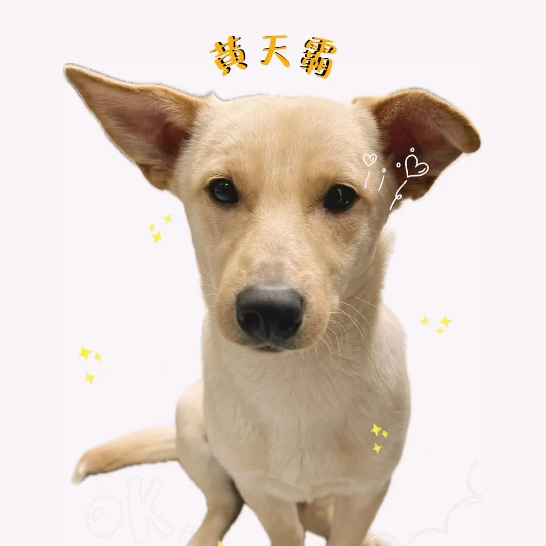 保安队长黄天霸