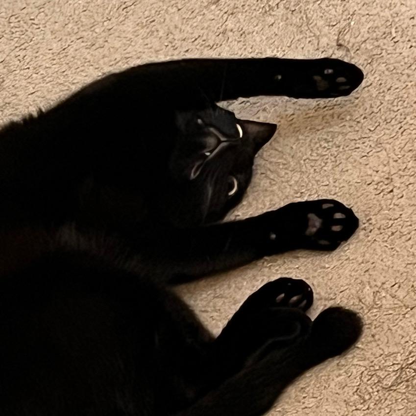 Ray🐈‍⬛