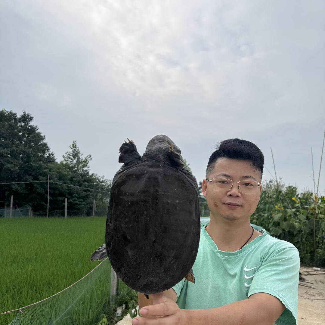 豫上煌生态外塘甲鱼