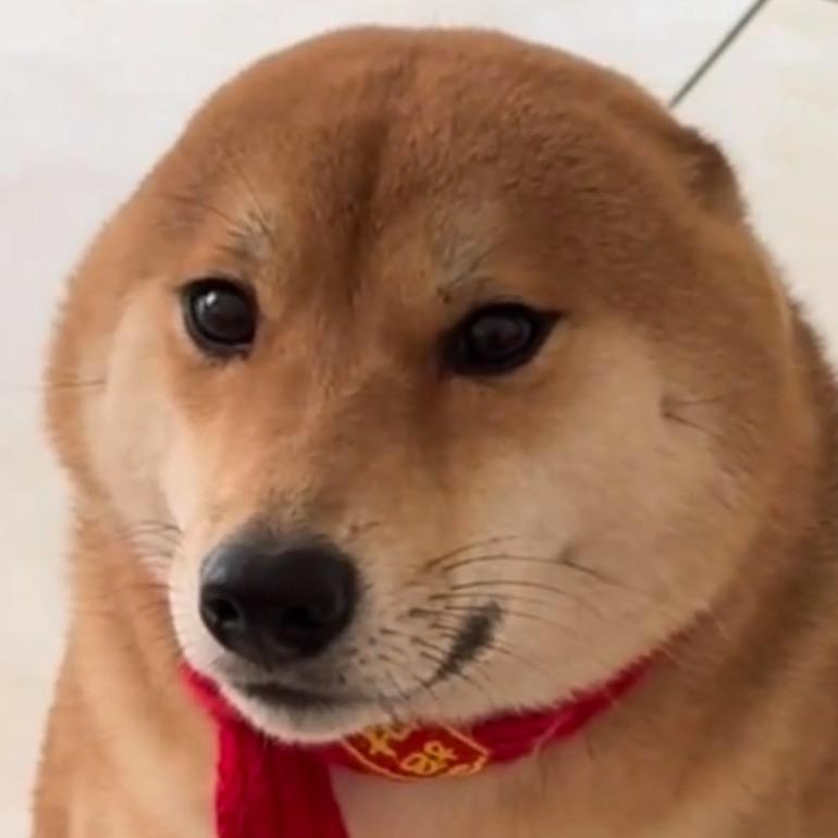 开朗的黄鼠狼