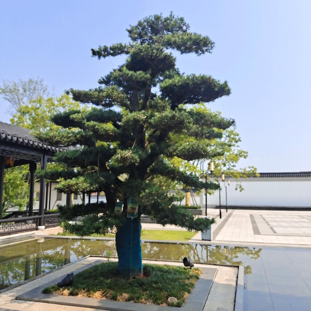 紫陌清风