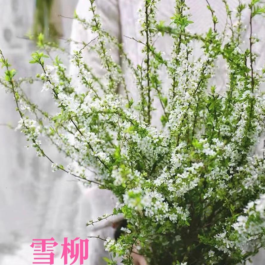 雪柳芳芳