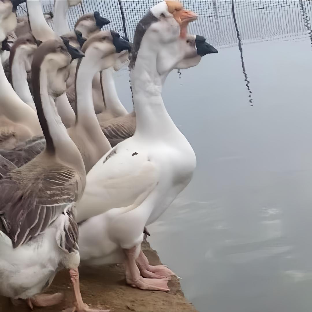 粗苗狮头鹅优品店