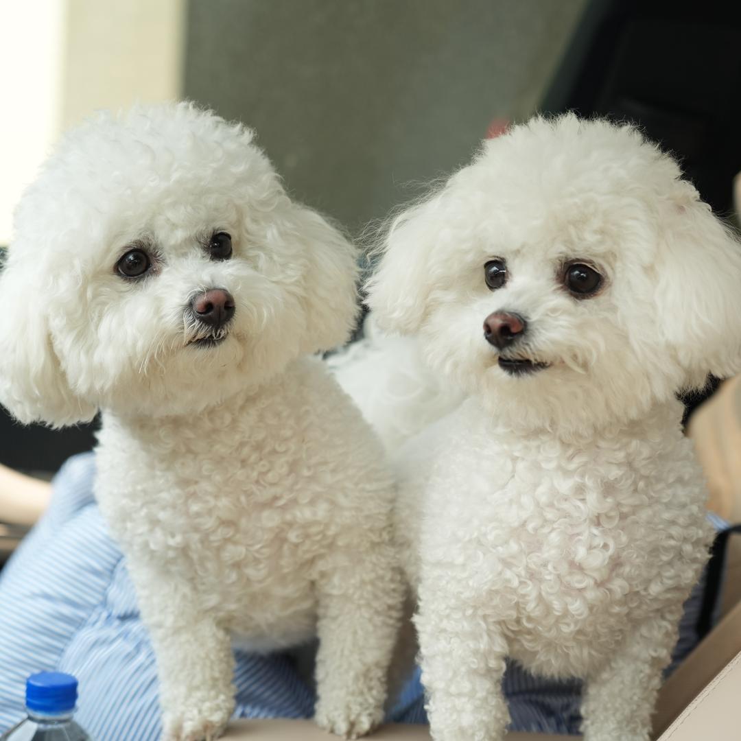 大头小头的快乐日常