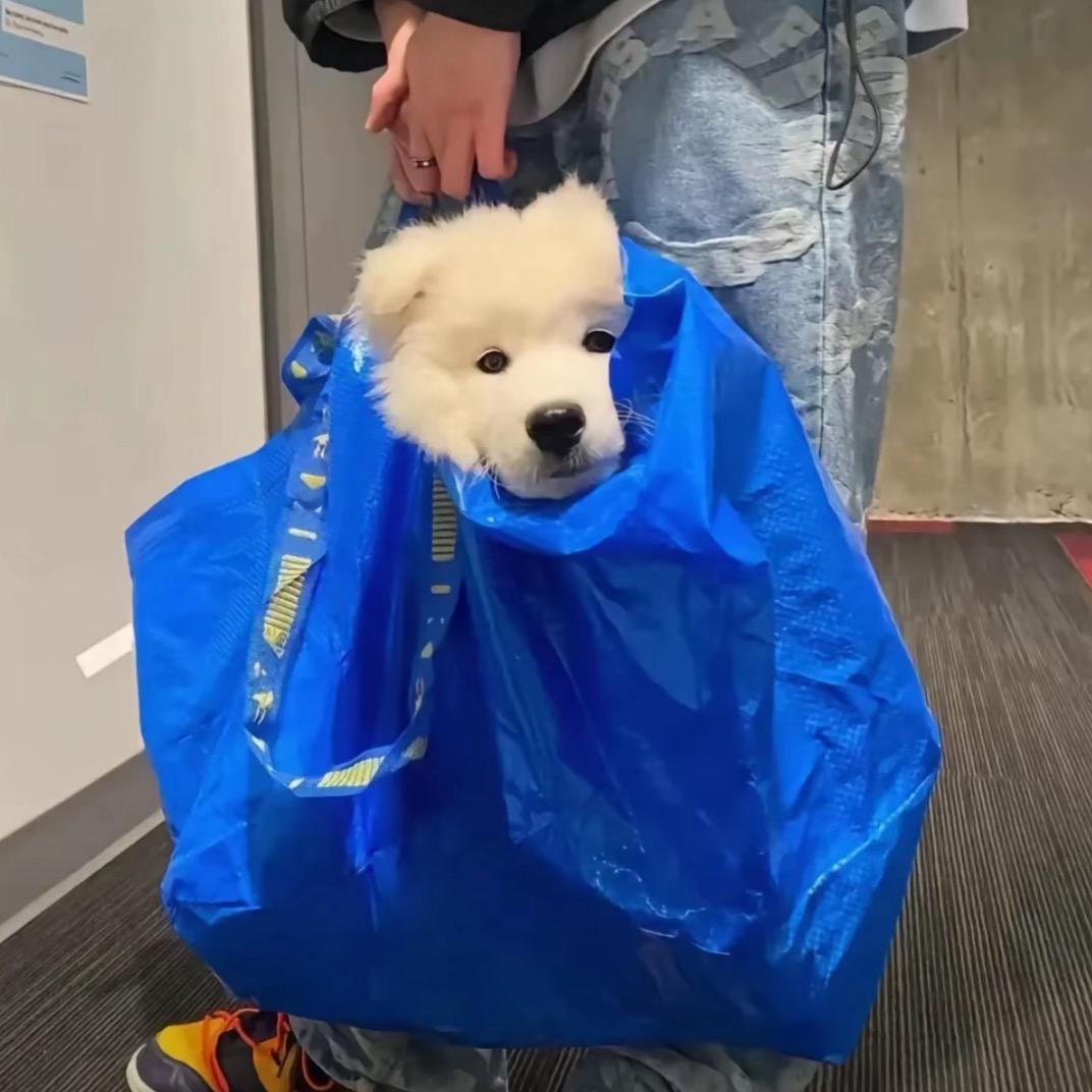 洋葱