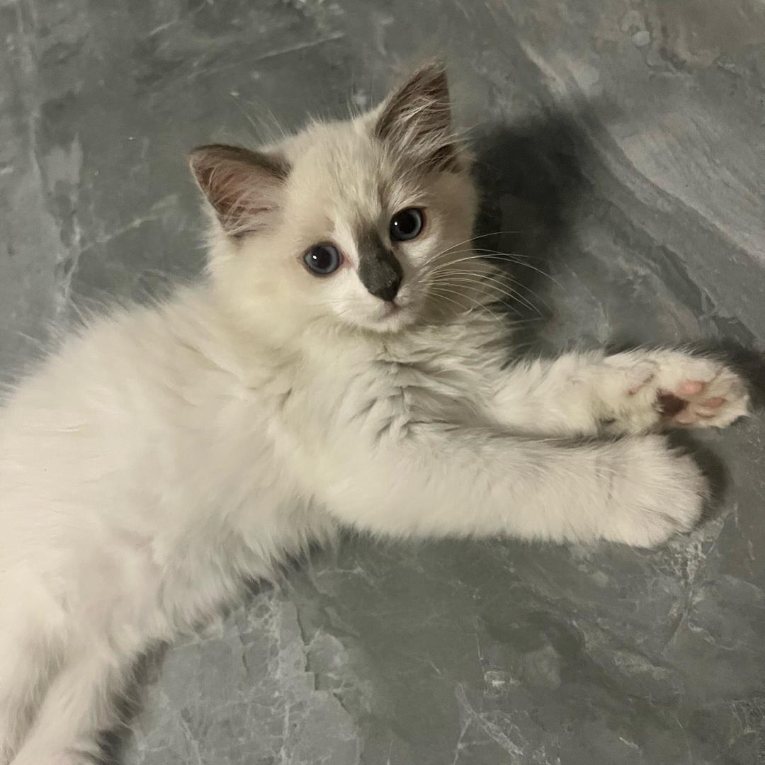 东阳禄安庭宠物