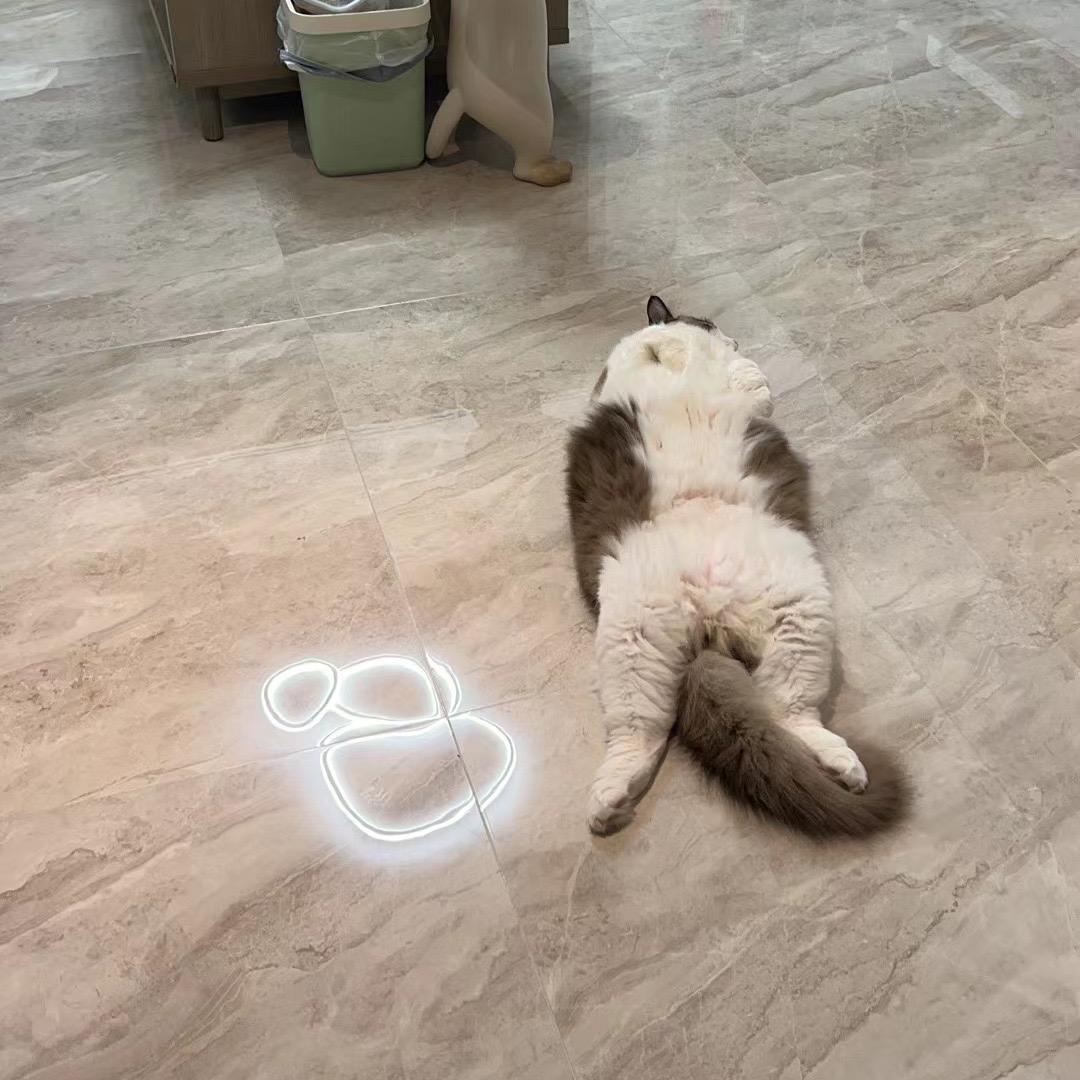 自律的杰尼龟