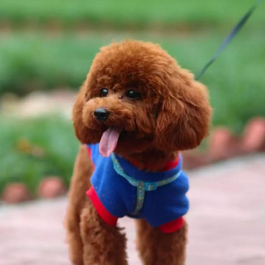 汤园3（卷土重来）