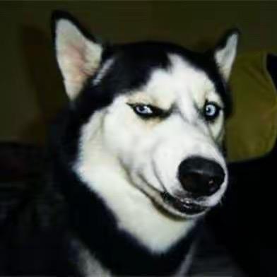 小舔犬