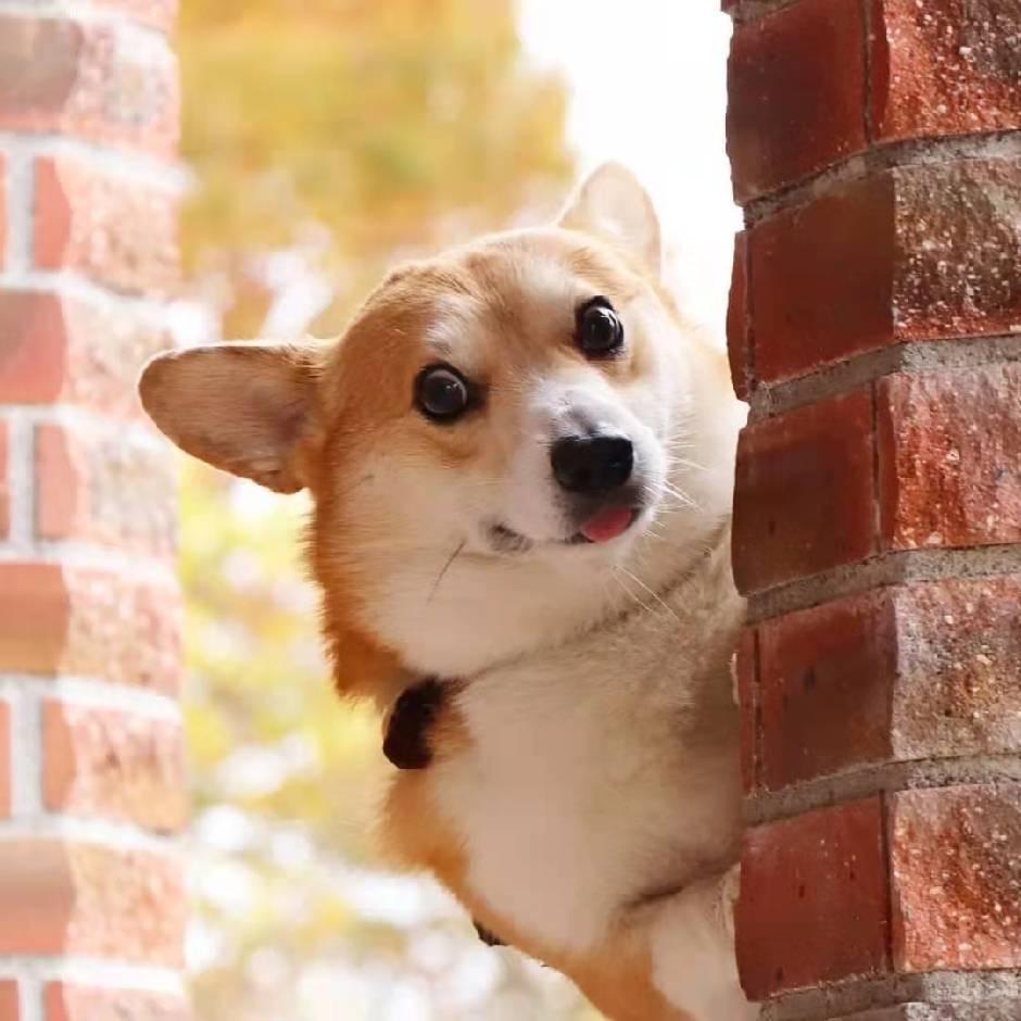 清影