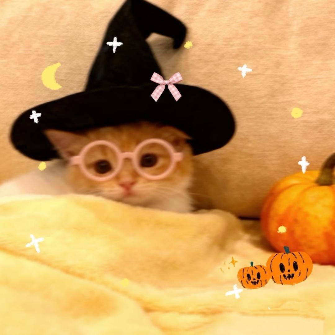 meow