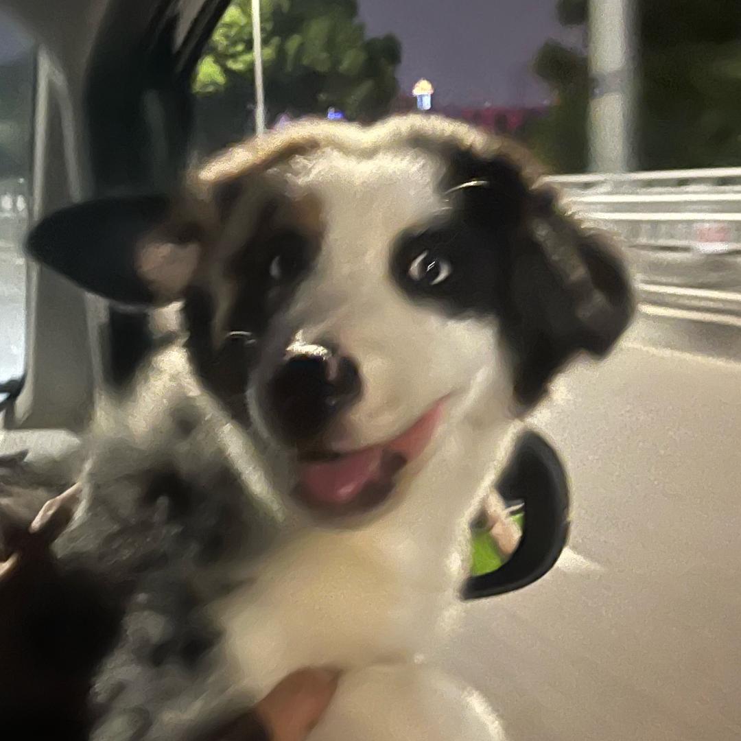 皮蛋今天干了啥