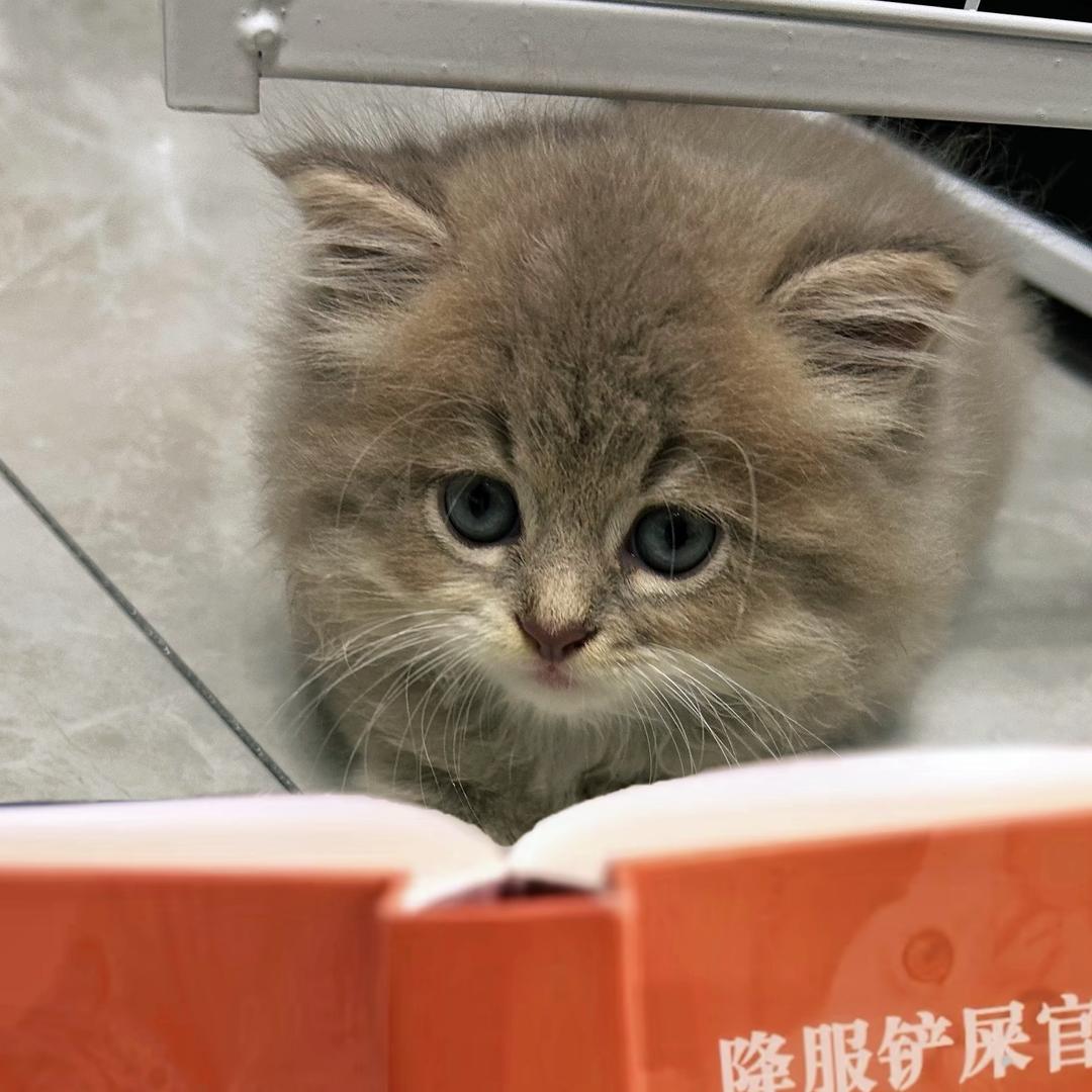 旺仔是只猫