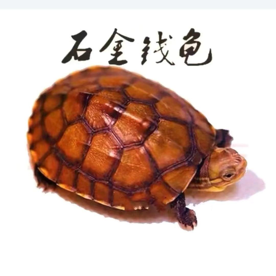南宁诚信龟鳖