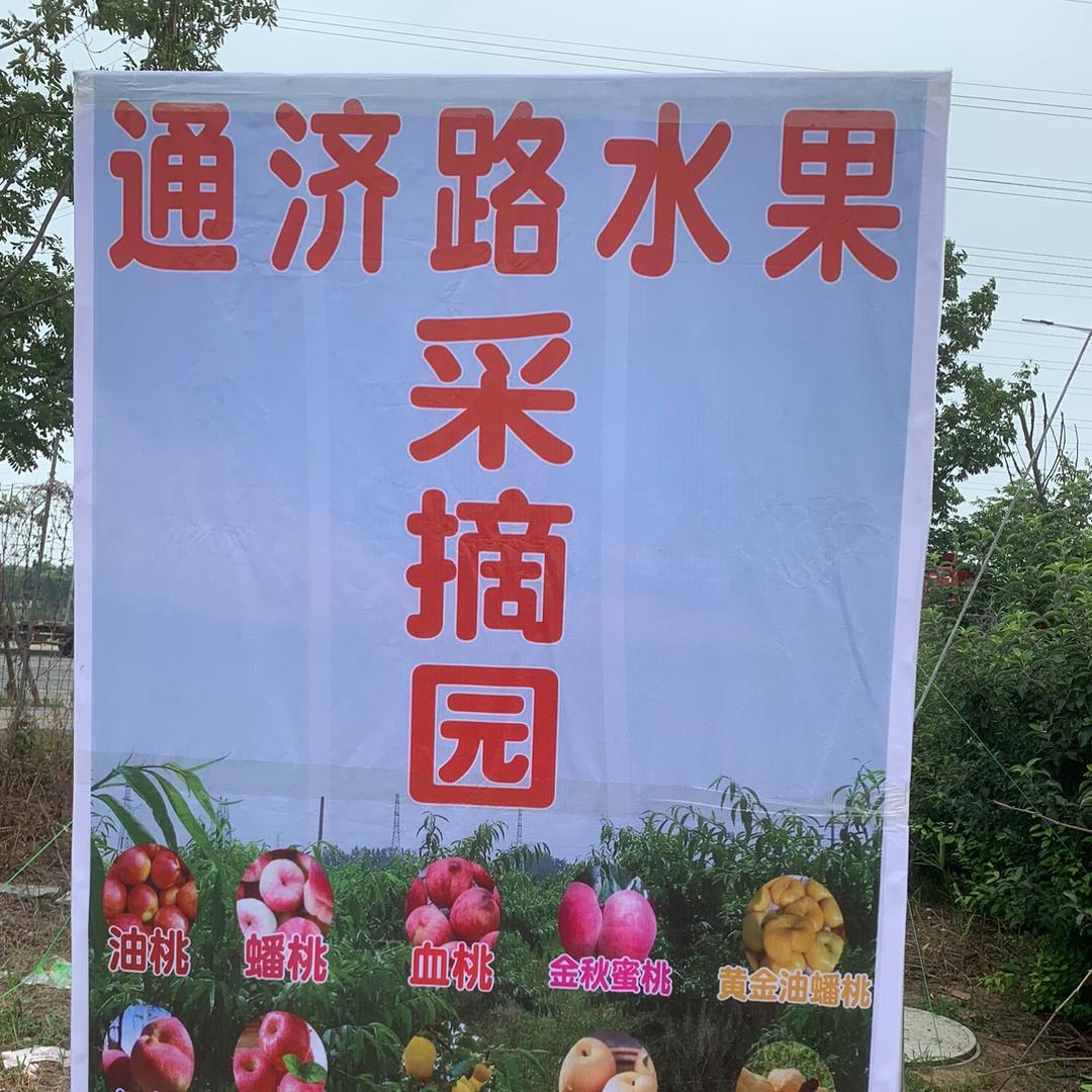 通济路水果采摘园（沭阳县百盟物流东侧