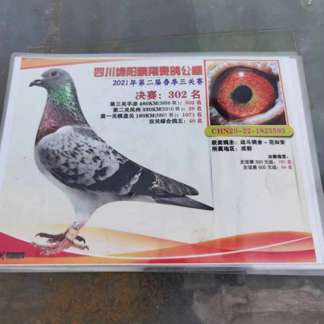 渝北信鸽爱好者