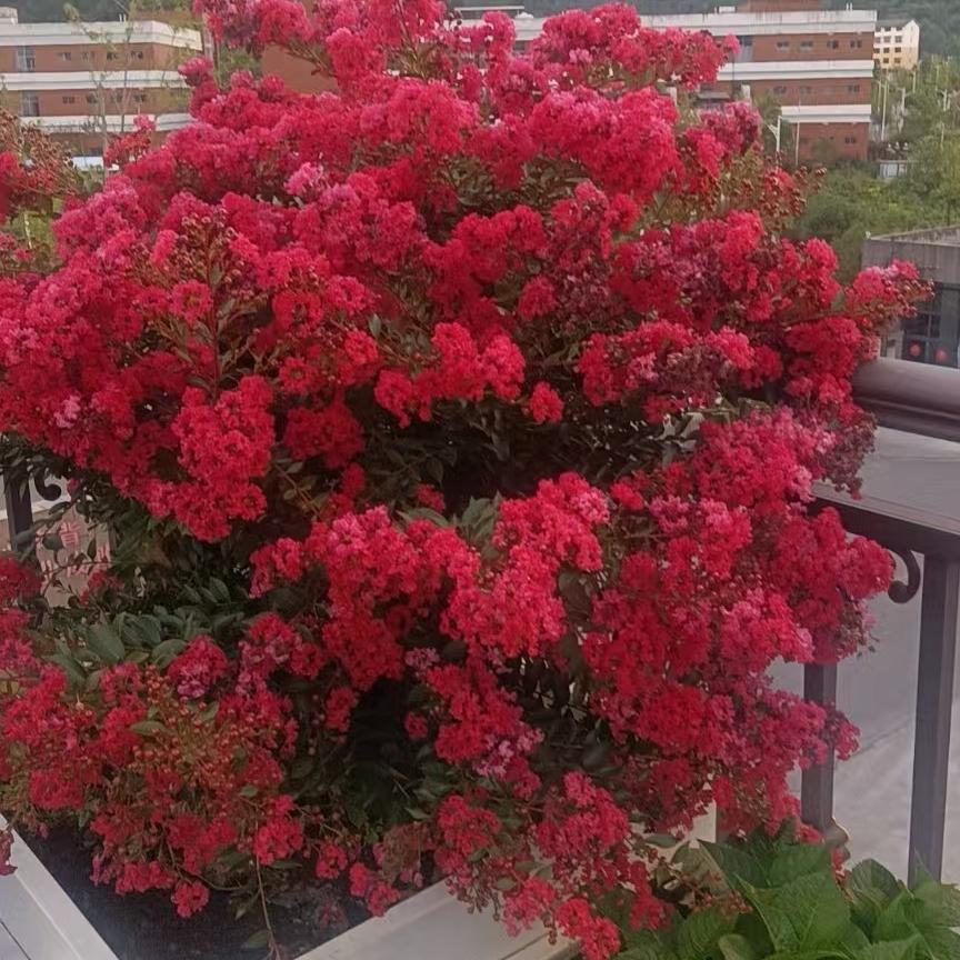 大唐荣之美花木花卉基地