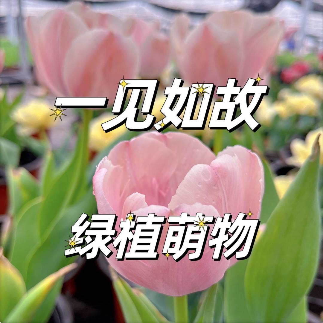 一见如故 绿植萌物