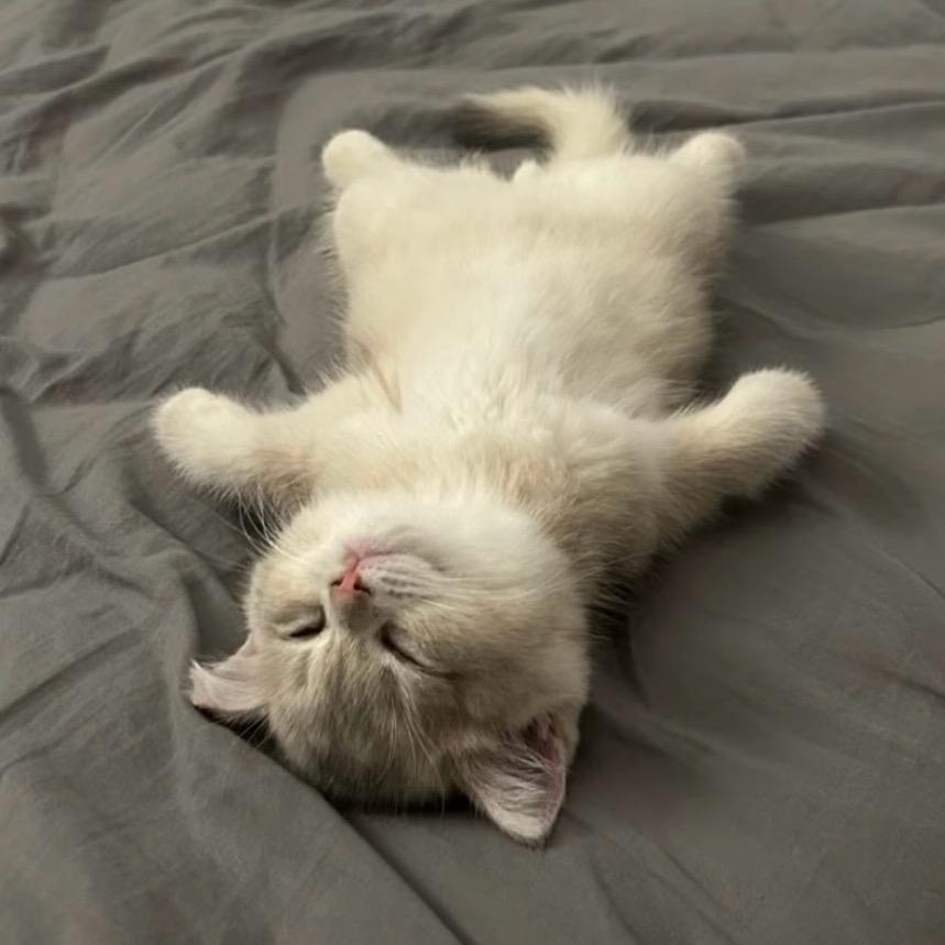 老奶驯服ai失败凌晨户外激唱opera2