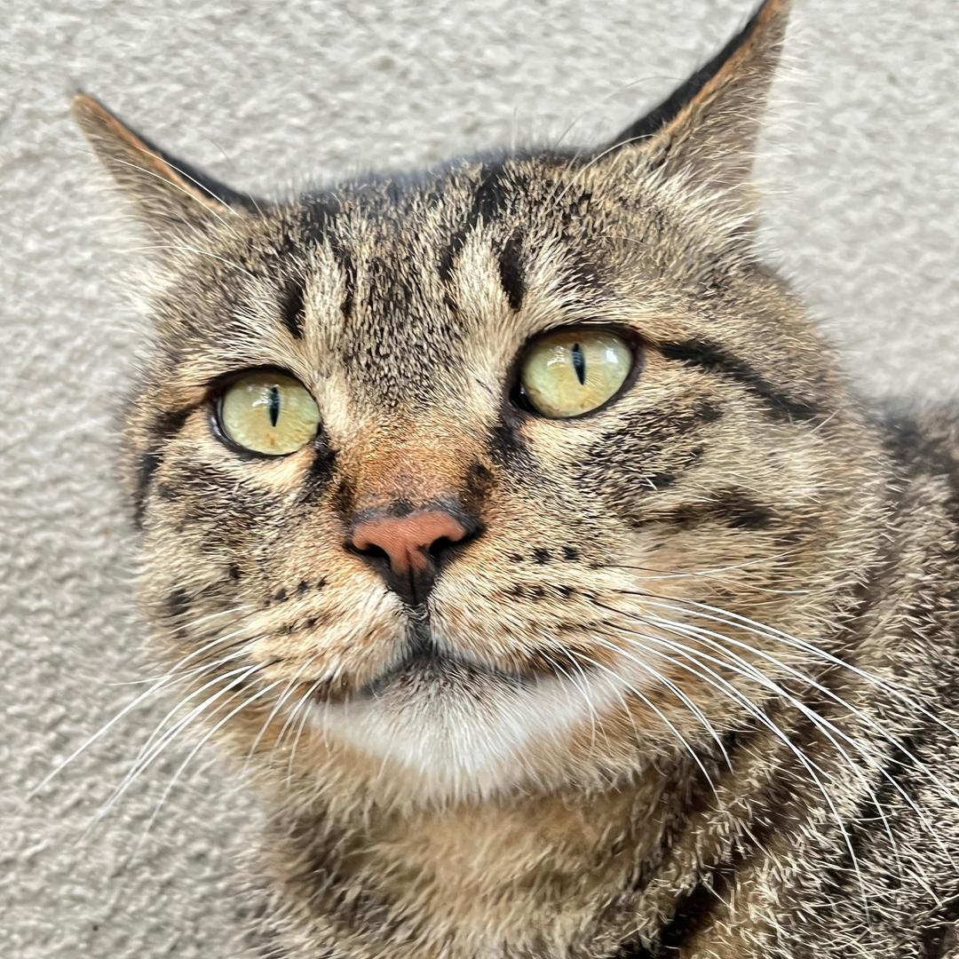 茶山刘有猫气