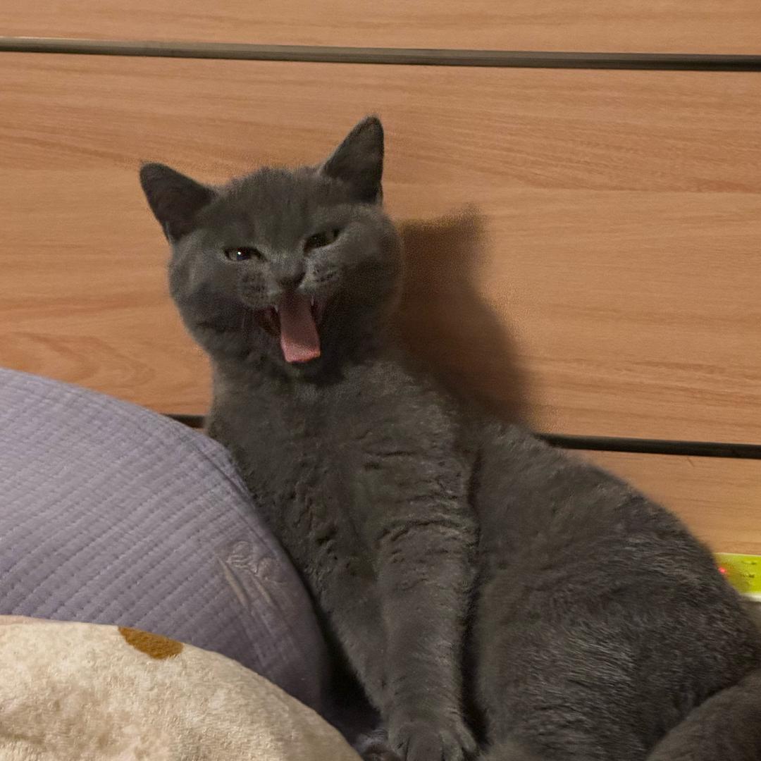 被迫营业的小初一🐱