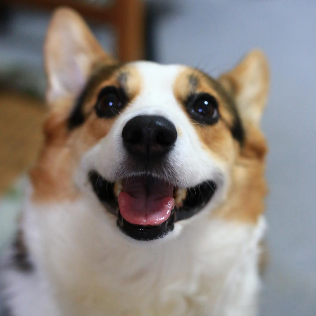 可可
