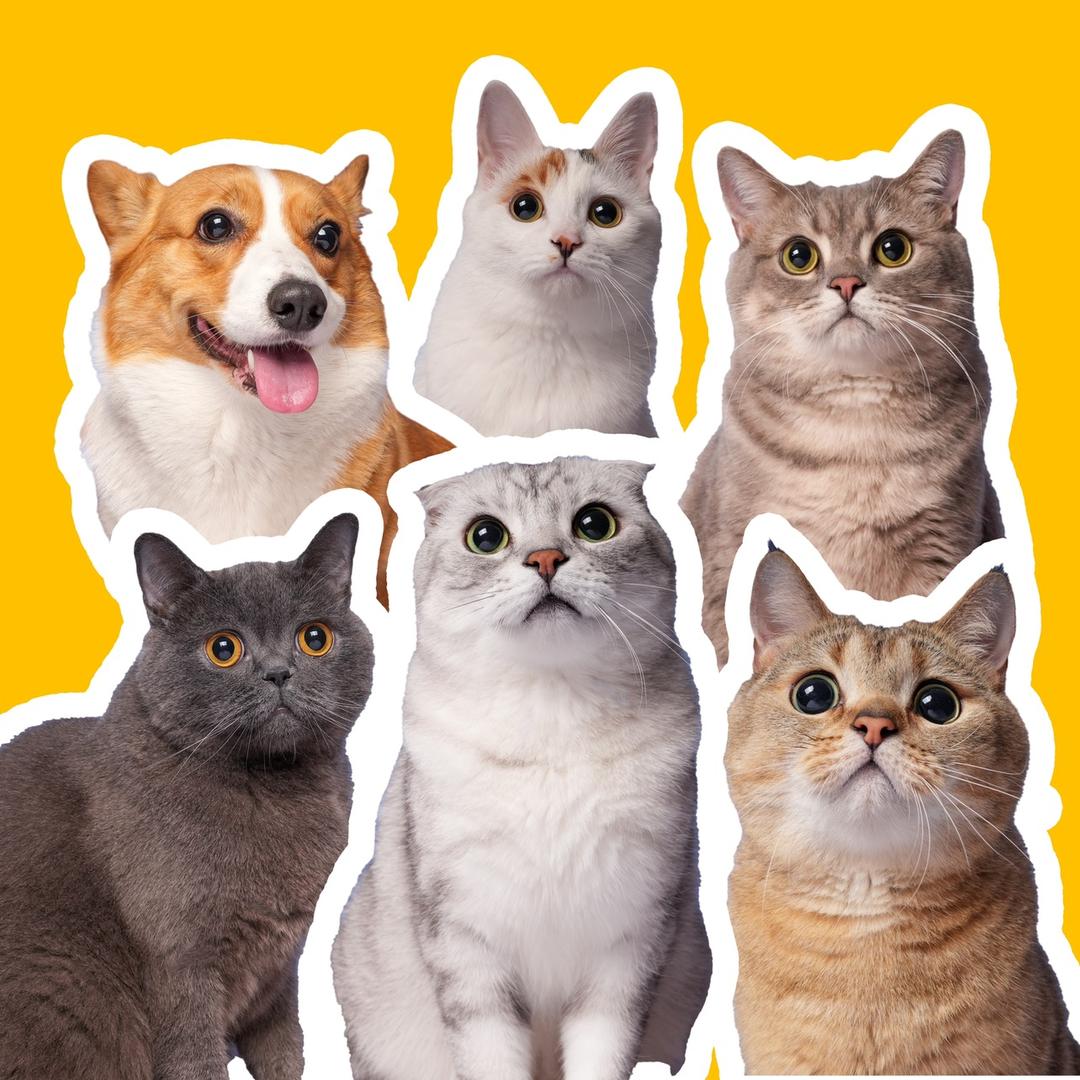 马达与发财@抖音