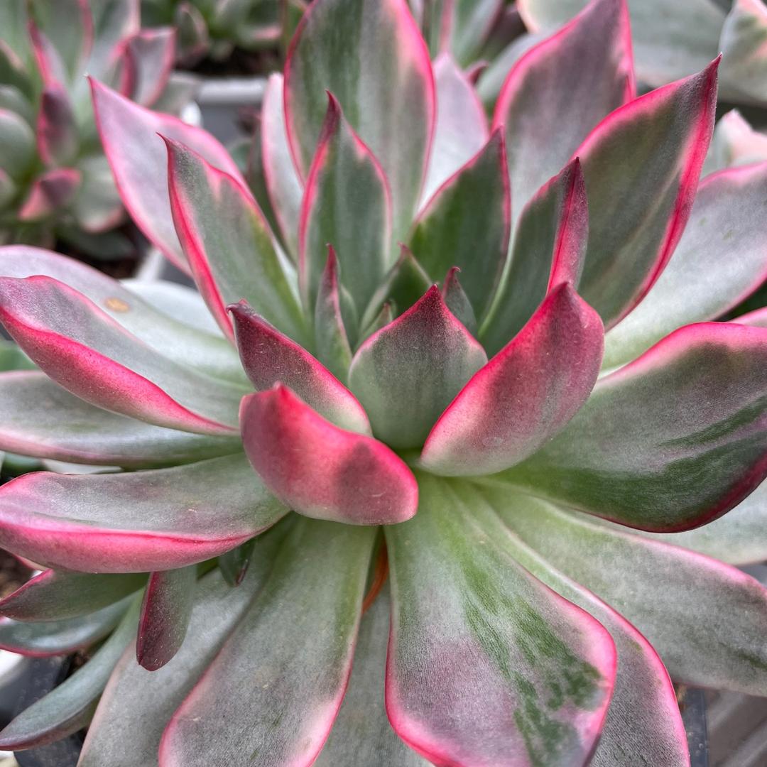 红蕊精灵花卉园艺