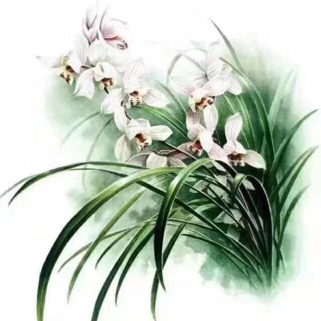 秋天的兰花