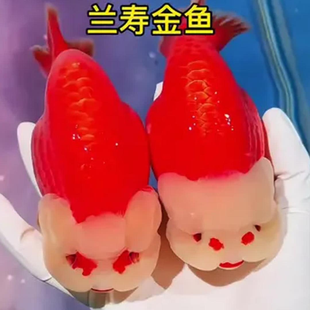 小院鱼池（兰寿金鱼）