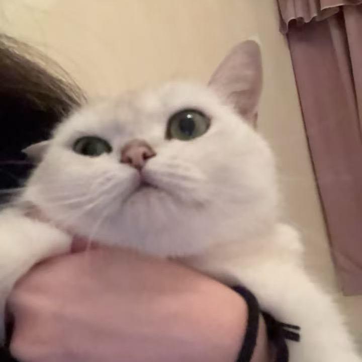 王者荣耀小然（百段射手）