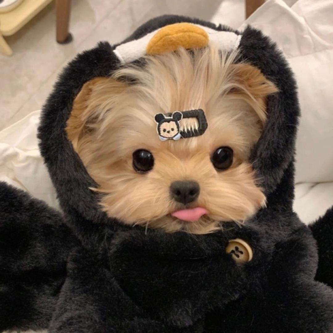 土豆可可爱爱