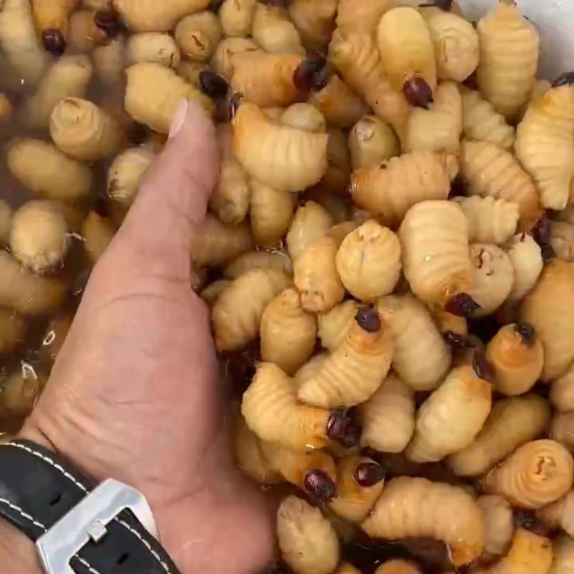 正大竹虫  教学