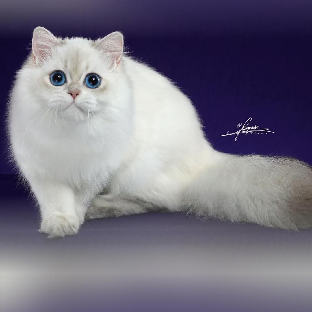 小果儿的猫