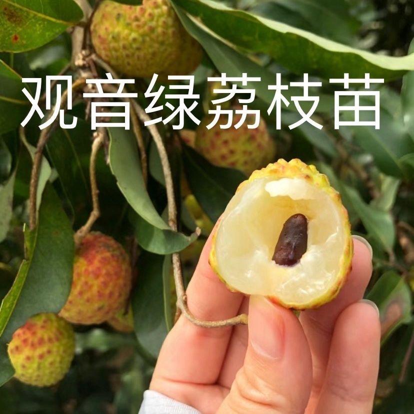 妃多多果丰果树苗木专卖店