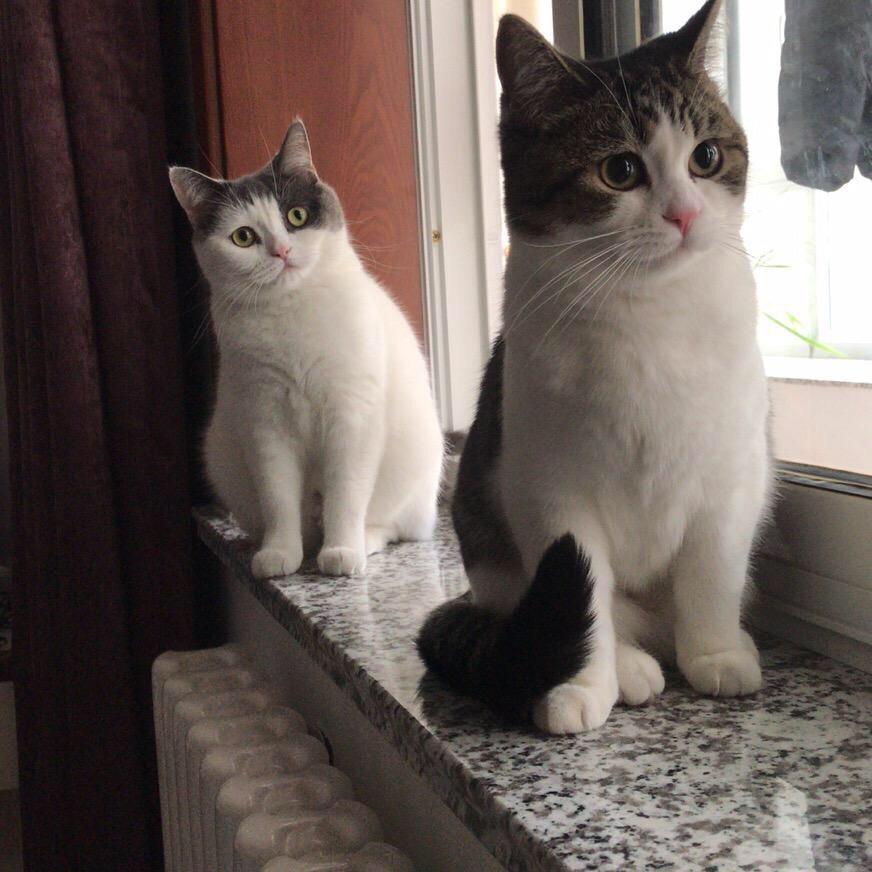 大胖墩&小漂亮
