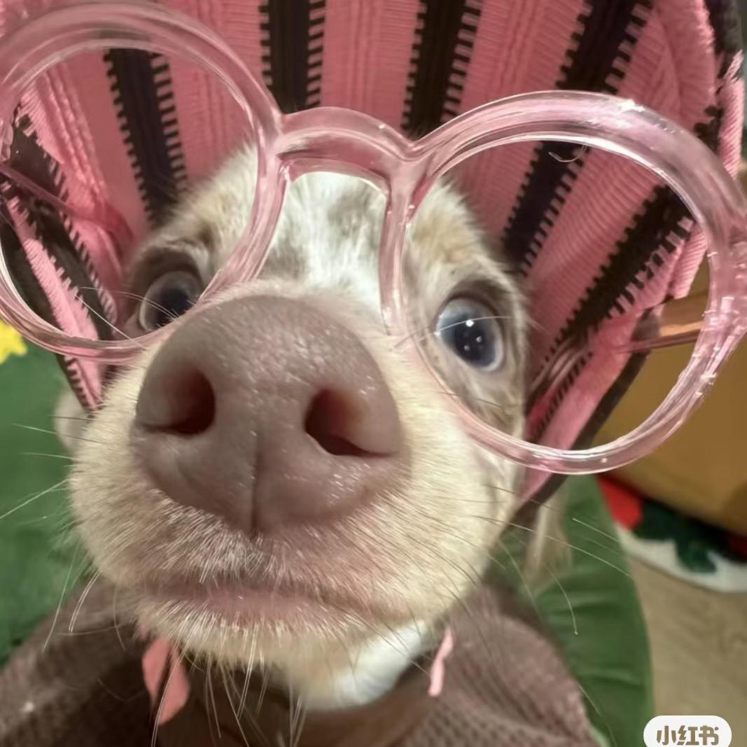 道理狗子🐶            🐶