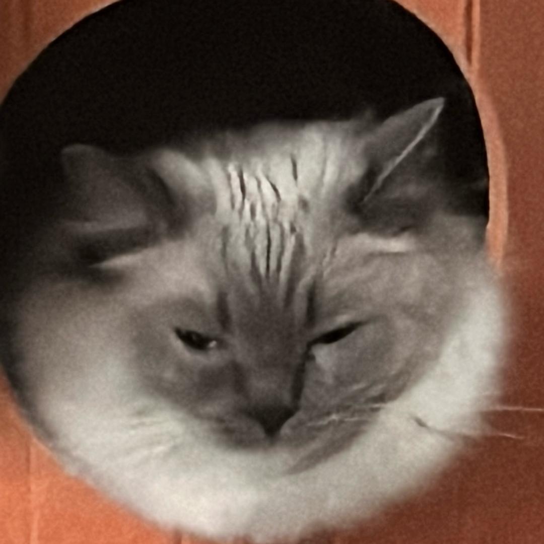 猫咪十三