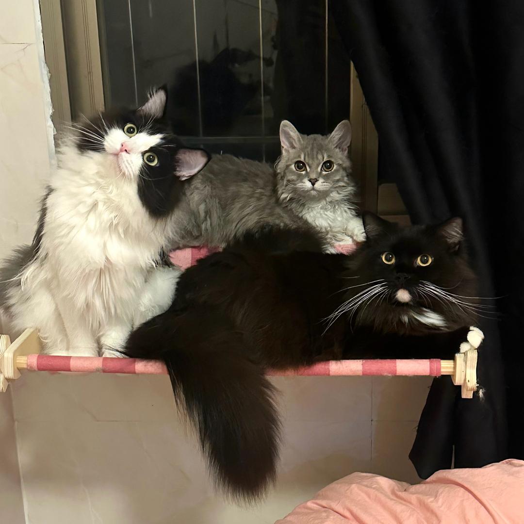 小老蒂（宠物绘画）