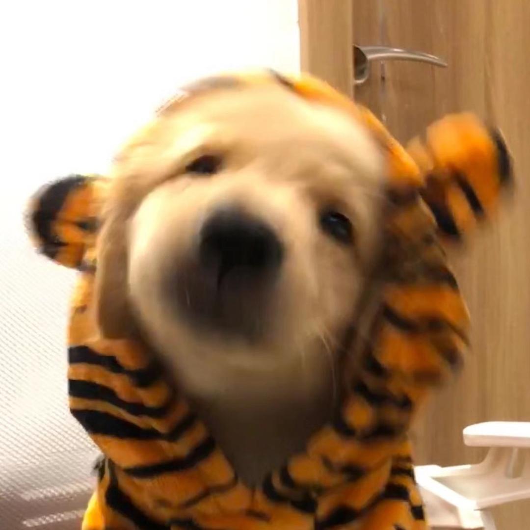 皮卡丘