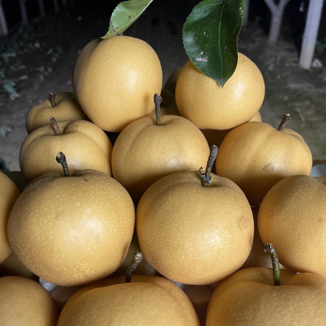 川渝鲜果明日到