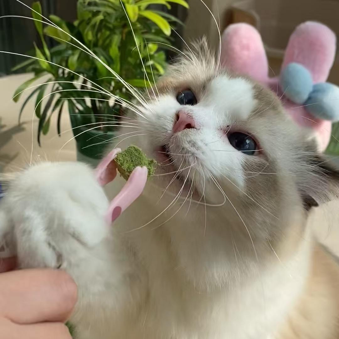 包子是只招财喵