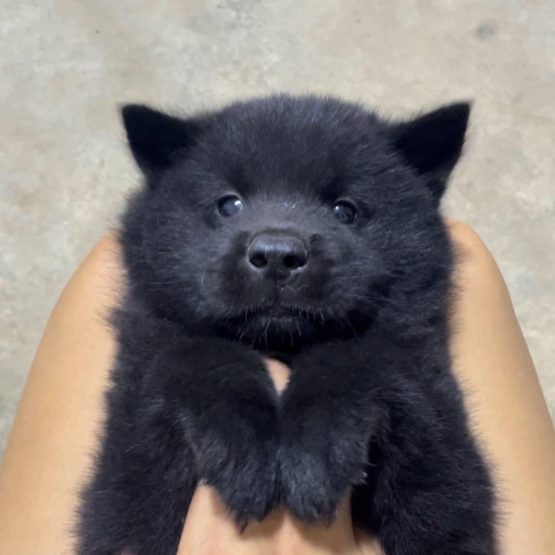 广西老罗【田园犬】