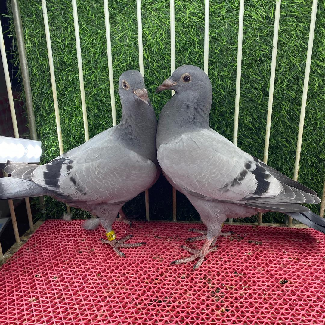 昌源信鸽育种中心