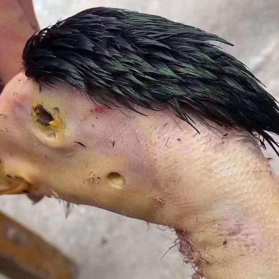 HA海