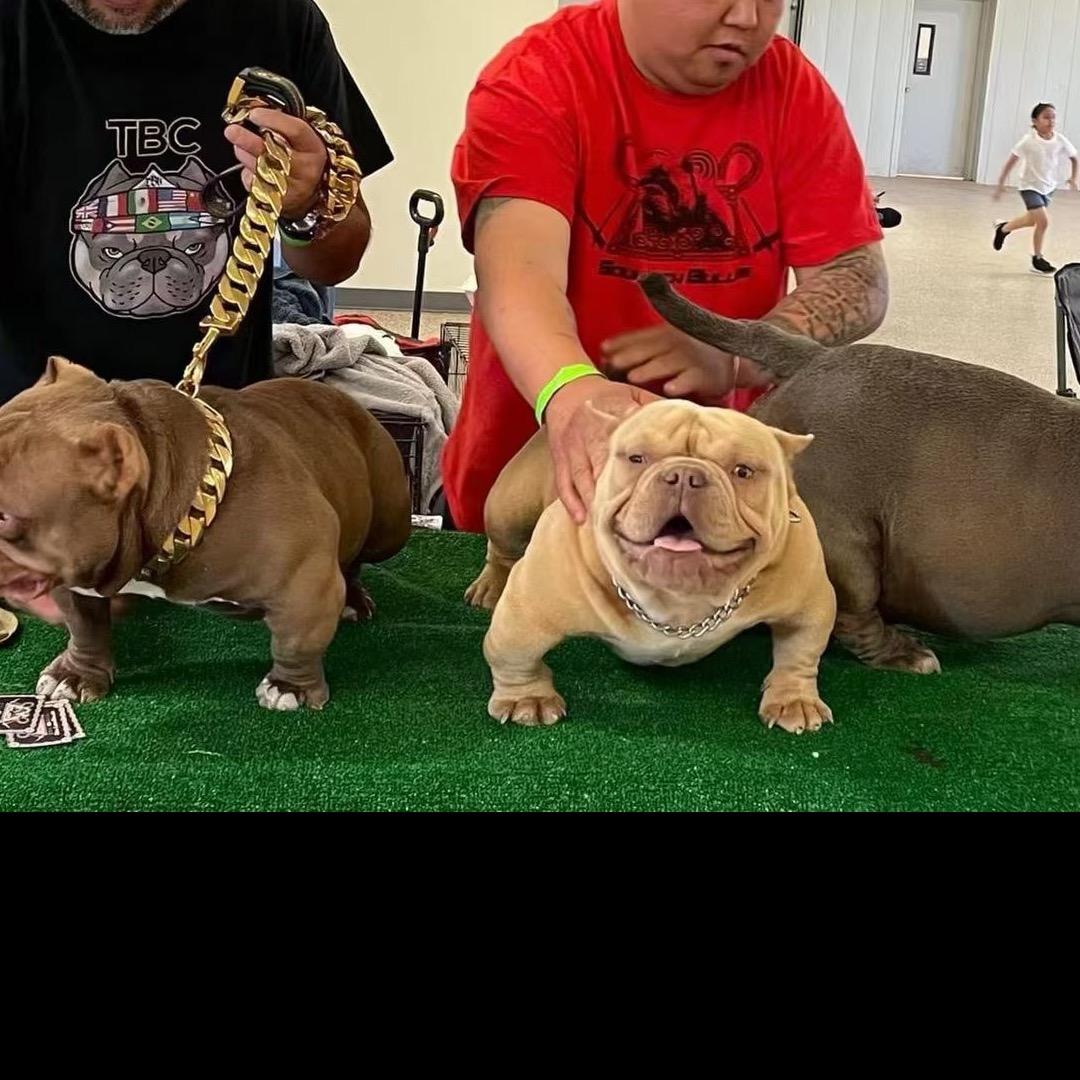 无畏恶霸犬舍（无畏俱乐部）