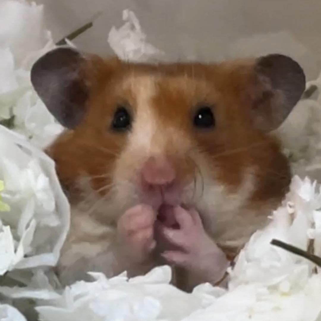 六月甜瓜（出🐻）
