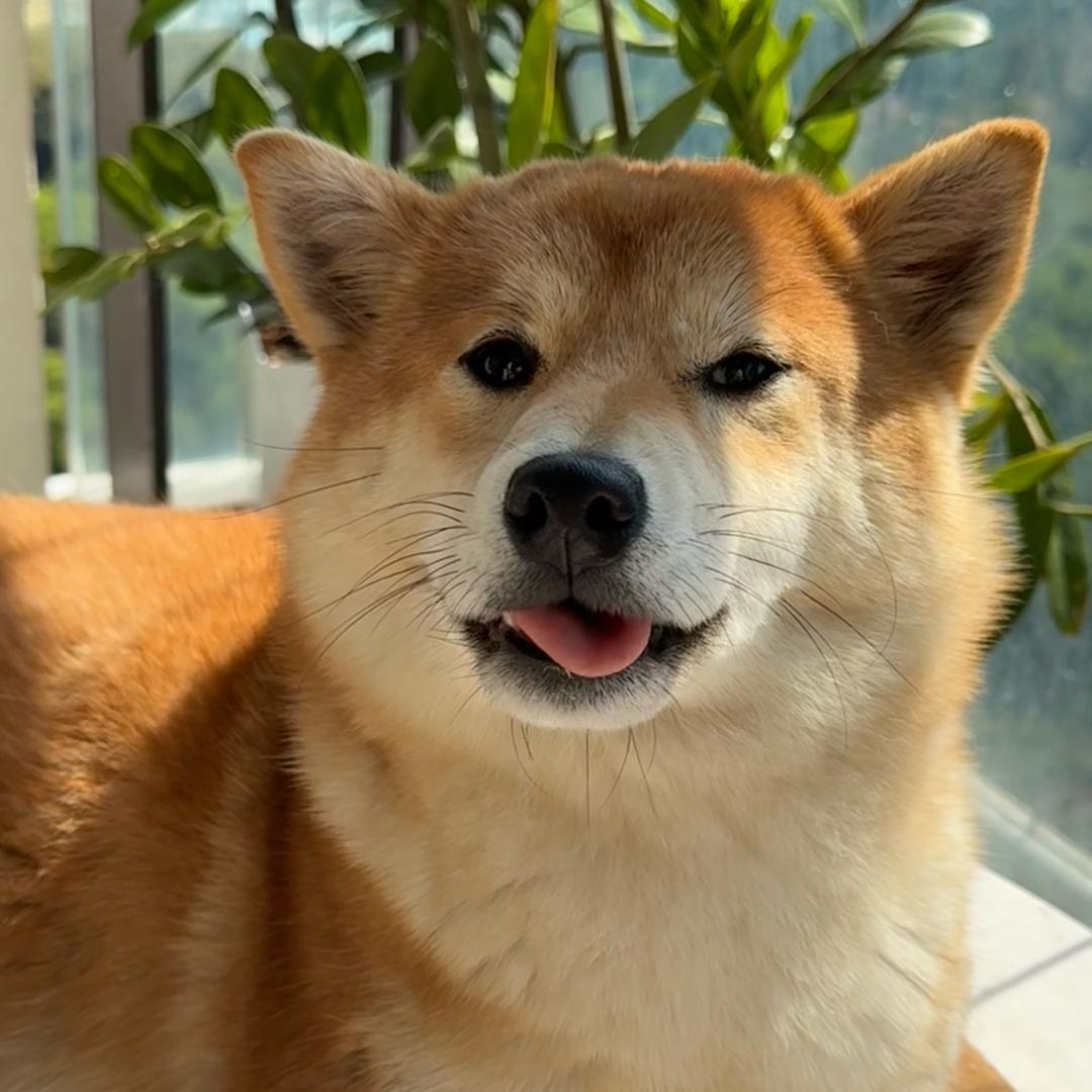 一只柴犬泡泡糖🍬