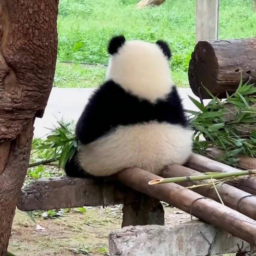 重庆敏姐❤️猫猫